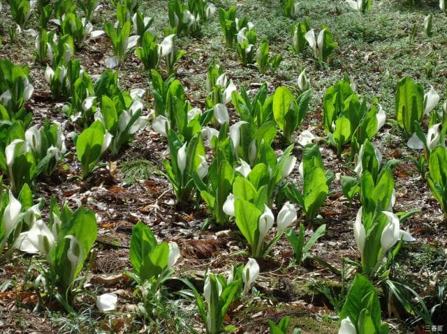 Mizubasho of Shinshoji Temple