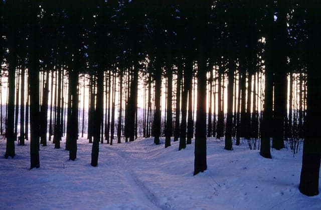 外国樹種見本林