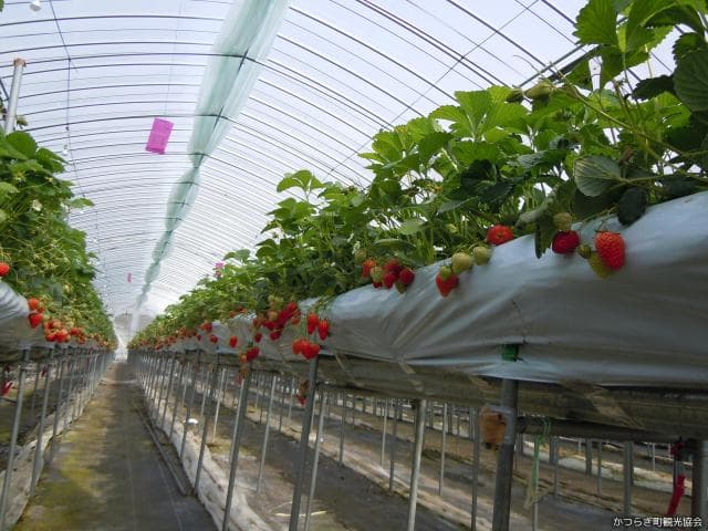Strawberry picking