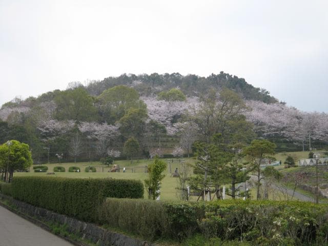 Cherry blossoms at Gibizan Park