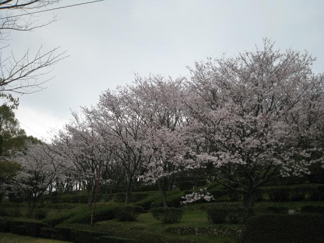 Cherry blossoms at Gibizan Park