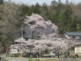Cherry blossoms