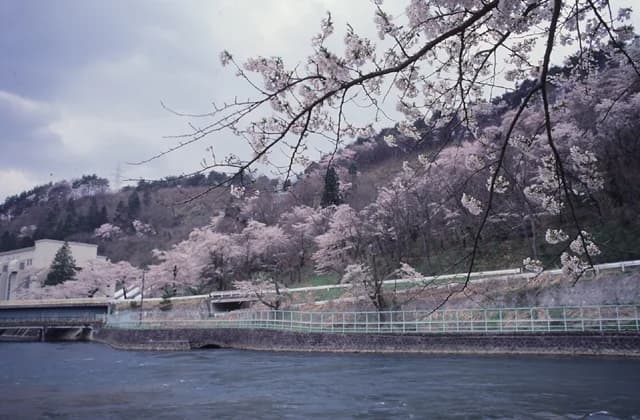 Cherry blossoms at Kanakawa Park