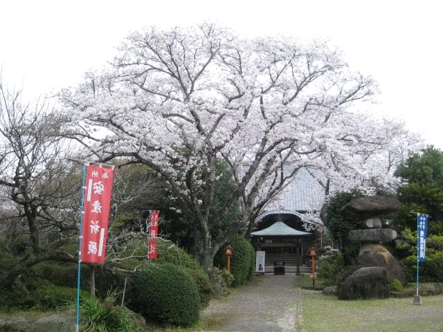 Cherry blossoms at birth temple
