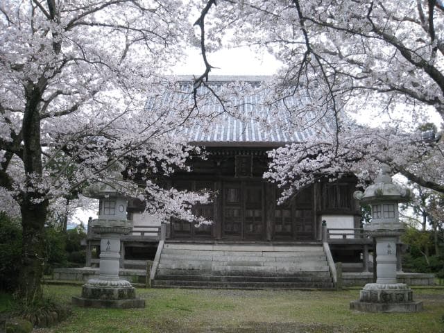 Cherry blossoms at birth temple