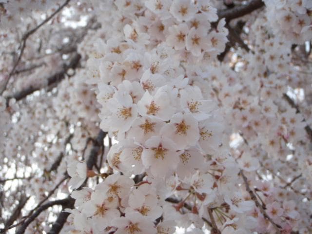 シダレザクラ2008