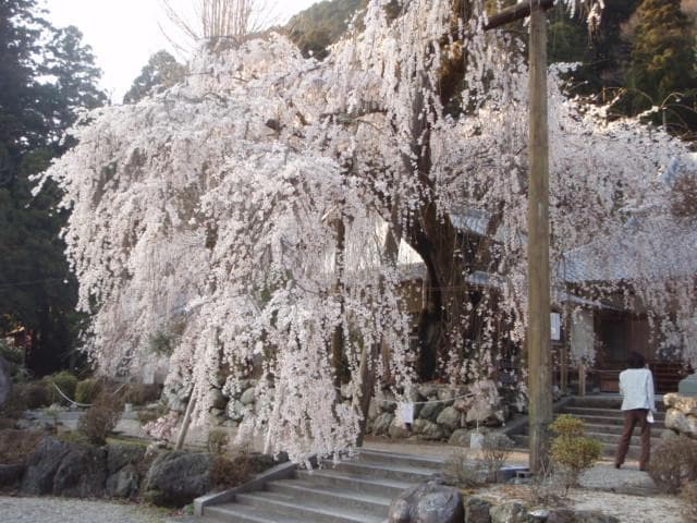 シダレザクラ2008