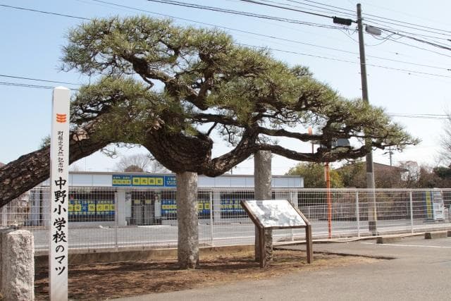 Pine at Nakano Elementary School