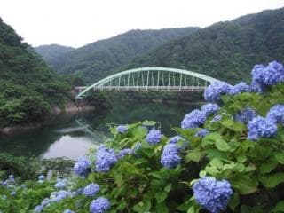 Hydrangea and suspension bridge