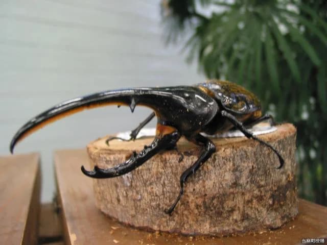 Herculesocabuto seen in the ecological observation room