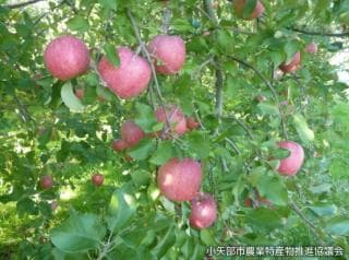 松永うの花農園