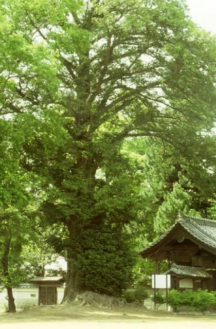 Jinkoji no kaya tree