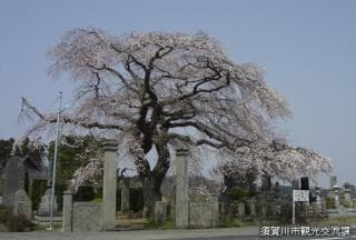 Cherry blossoms