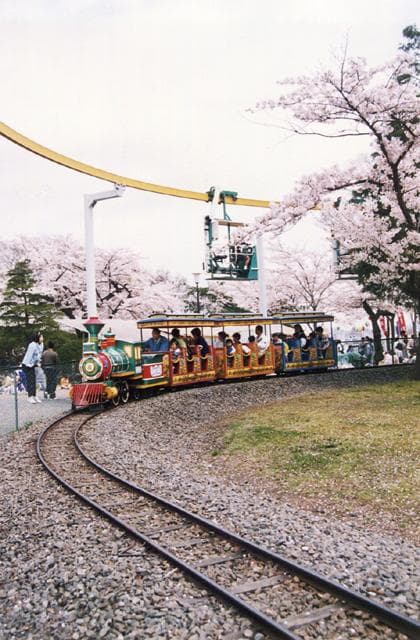 松ヶ岡公園の桜