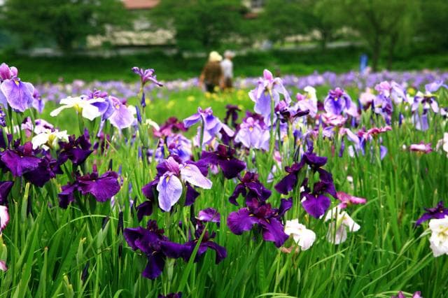 Ushiku City Tourism Ayame Garden