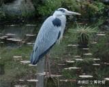 Gray heron