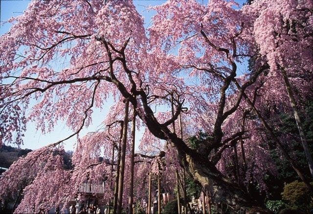 Tai Yamadera weeping cherry tree