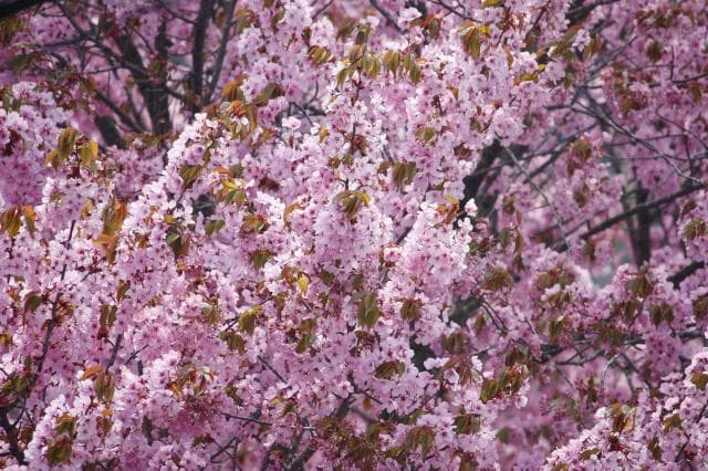 Water Source Park Cherry Blossom 1