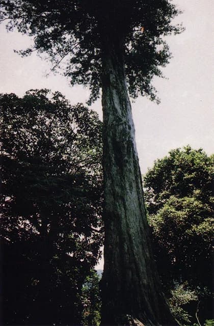 Inumaki of Tazawa