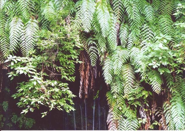 Community of high-comoticida