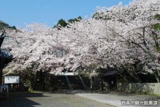 久妙寺桜