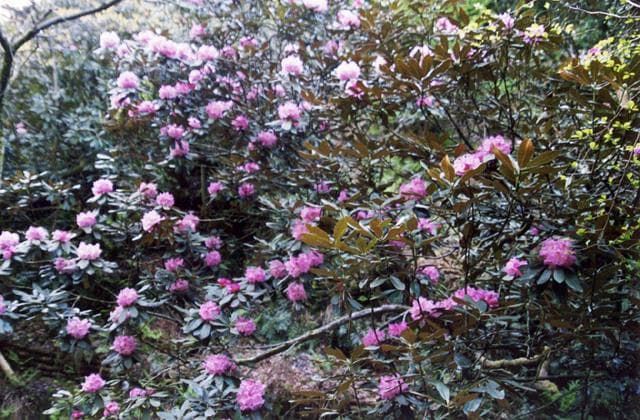 Kaigake Valley Hon Rhododendron Community