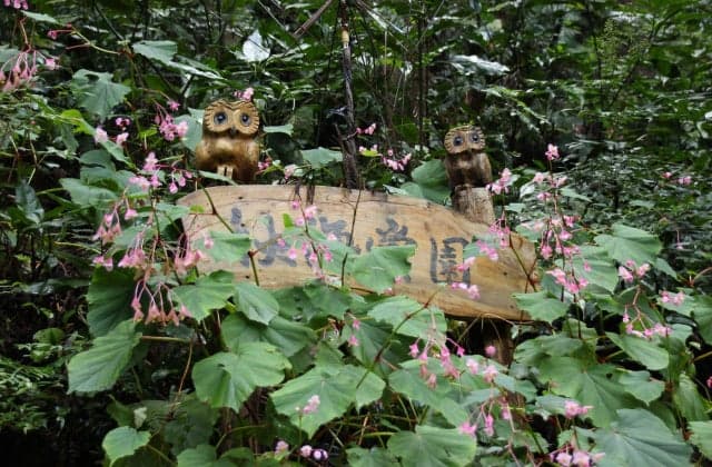 Owls everywhere in the Yanagino area