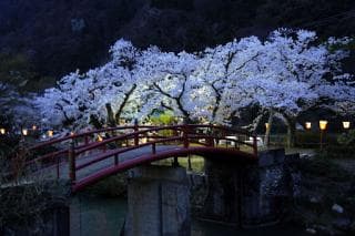 Shogawa Cherry Blossom Trees