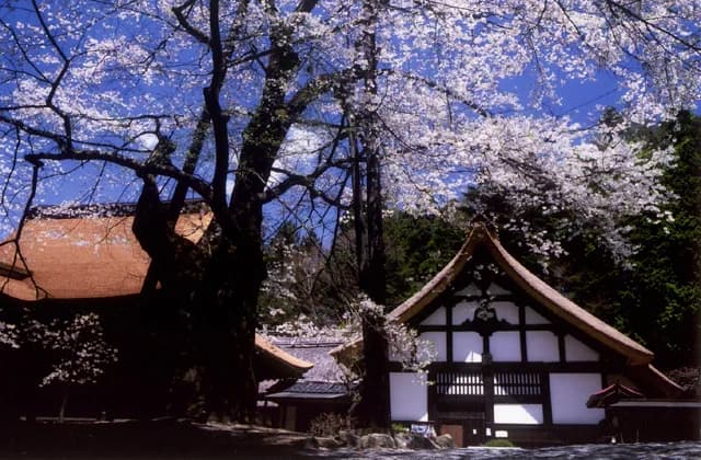 Cherry Blossoms of Unminedera