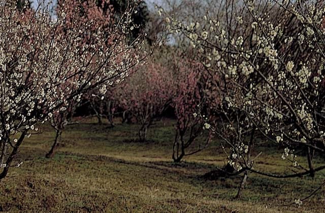 Otaka Castle Ruins Baien