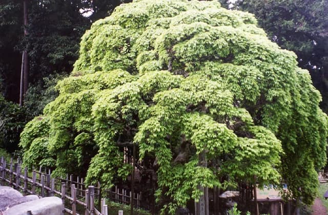 Shidare maple of Sainokami-jinja Shrine