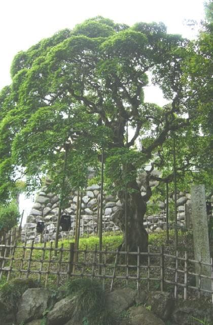 Shidare maple of Sainokami-jinja Shrine