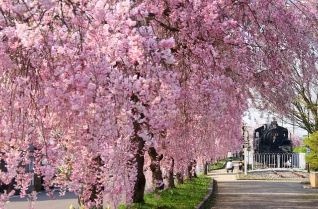 SL and weeping cherry tree