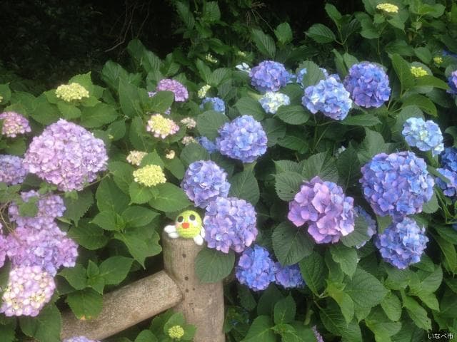 Hydrangea and Umebo-ya