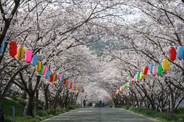 Cherry blossoms at the University of Agriculture