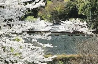 帯石観音/さくら