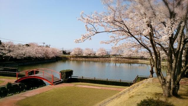 Mizube Park Yoshino cherry tree
