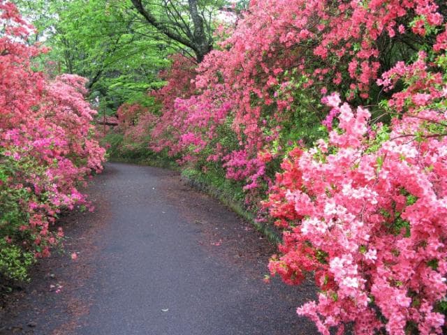 Azalea of Yamatsuriyama