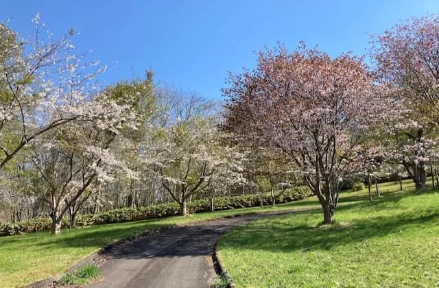 A row of cherry trees