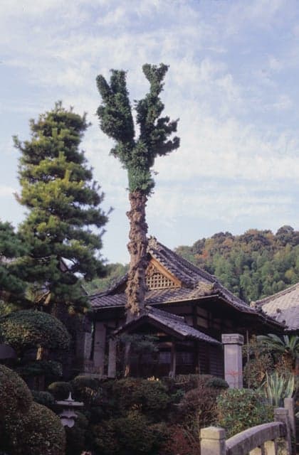 The Great Nagi of Enyu-ji Temple