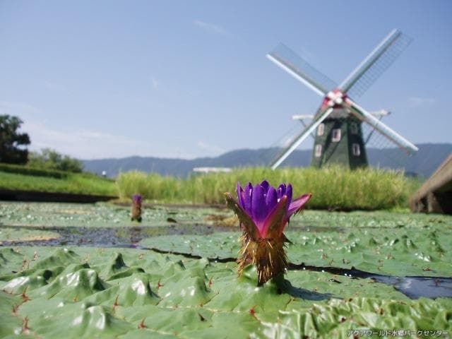 Windmills and endangered onibus