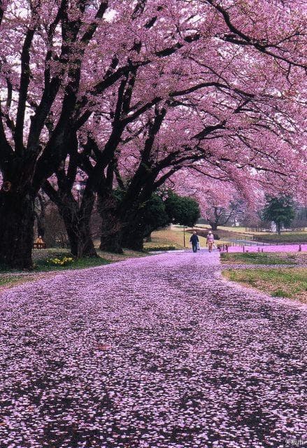 Cherry blossoms at Nagamine Park
