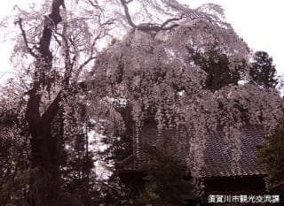 Cherry blossoms