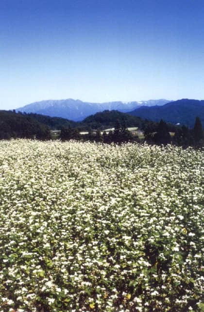 Buckwheat field