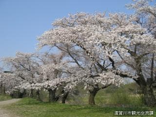 Cherry blossoms