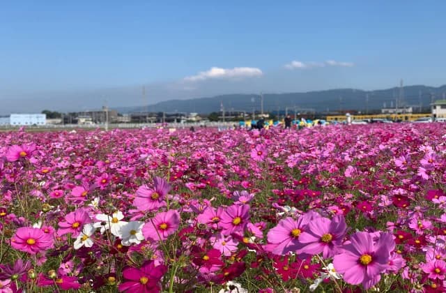 東員町コスモス畑1