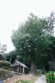 A large ginkgo tree at Ryohorinji Temple