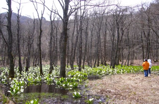 Togeyama Mizubasho colony