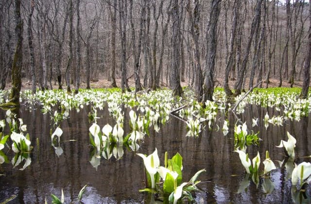 Togeyama Mizubasho colony