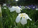Iris of the Horticultural Center